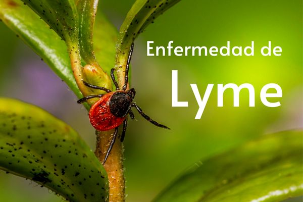 Qué es la enfermedad de Lyme, oxigenación de los tejidos y ozono